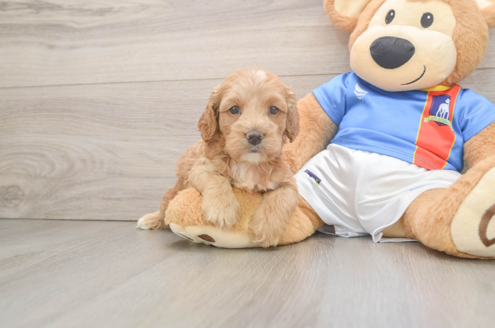5 week old Cockapoo Puppy For Sale - Pilesgrove Pups