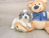 6 week old Cockapoo Puppy For Sale - Pilesgrove Pups