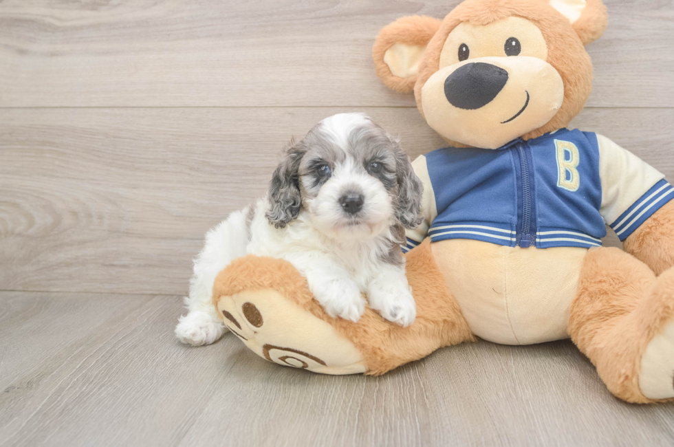 5 week old Cockapoo Puppy For Sale - Pilesgrove Pups