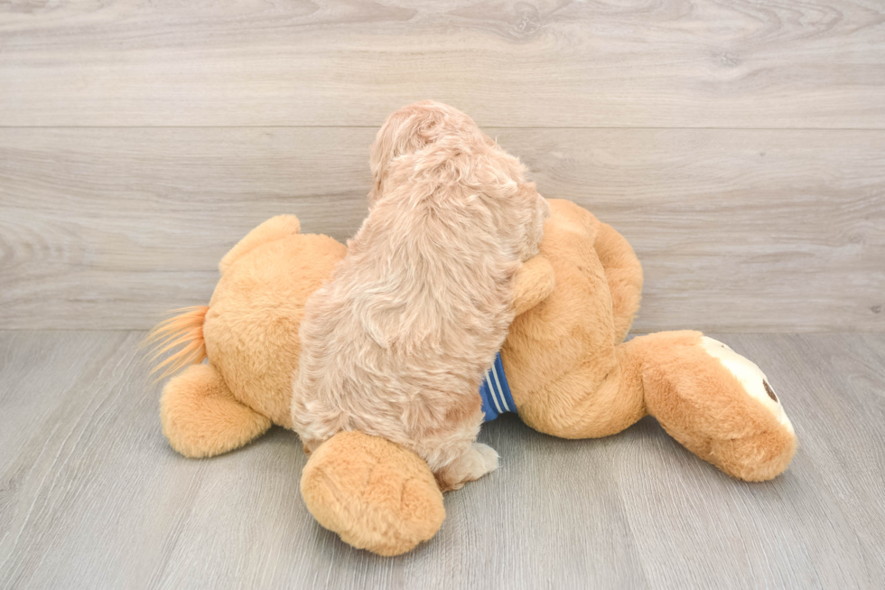 Cockapoo Pup Being Cute