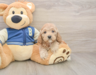 6 week old Cockapoo Puppy For Sale - Pilesgrove Pups