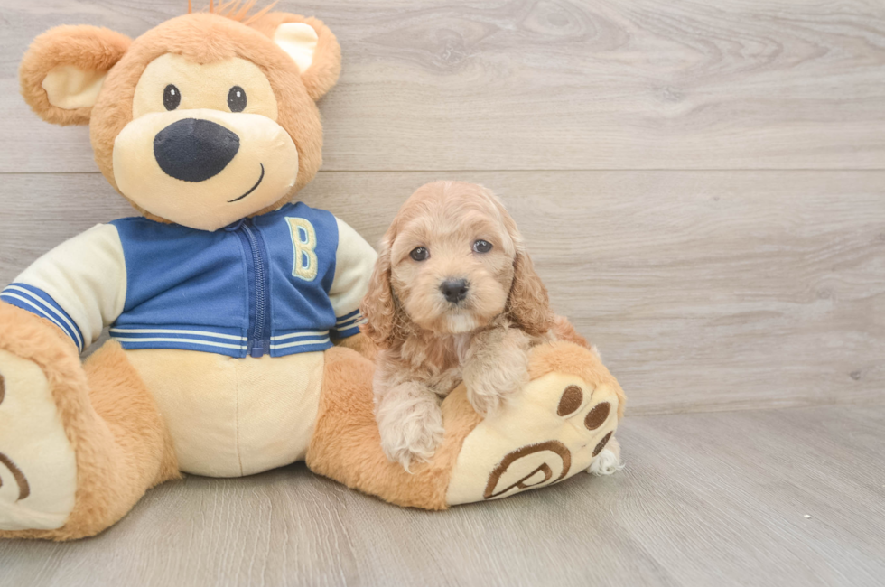 5 week old Cockapoo Puppy For Sale - Pilesgrove Pups