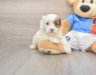 7 week old Cockapoo Puppy For Sale - Pilesgrove Pups