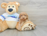 7 week old Cockapoo Puppy For Sale - Pilesgrove Pups