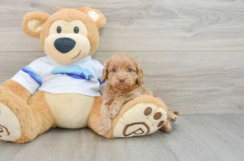 5 week old Cockapoo Puppy For Sale - Pilesgrove Pups