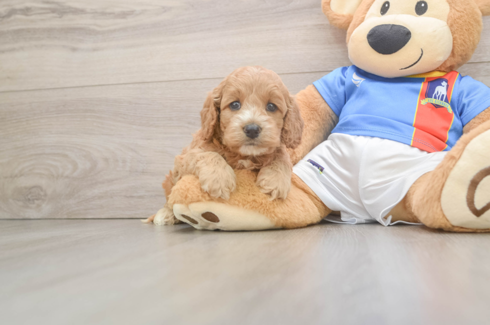 5 week old Cockapoo Puppy For Sale - Pilesgrove Pups