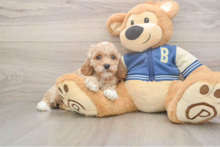 Cockapoo Pup Being Cute