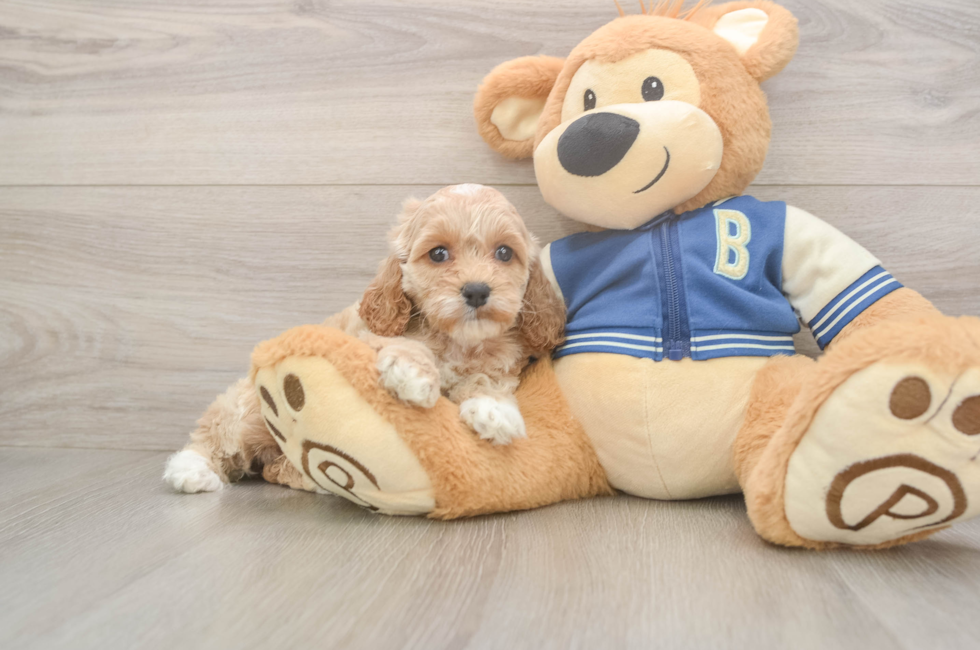 5 week old Cockapoo Puppy For Sale - Pilesgrove Pups