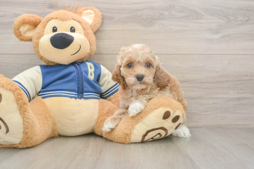 Cockapoo Pup Being Cute