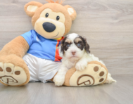 7 week old Cockapoo Puppy For Sale - Pilesgrove Pups