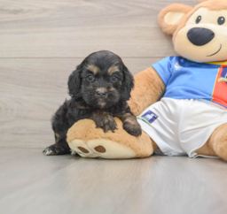 9 week old Cockapoo Puppy For Sale - Pilesgrove Pups