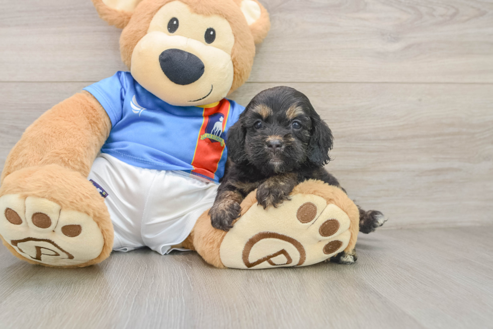 Cockapoo Pup Being Cute