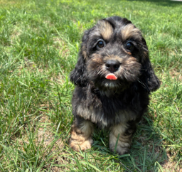 11 week old Cockapoo Puppy For Sale - Pilesgrove Pups