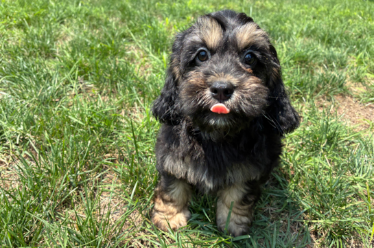 Cute Cocker Doodle Poodle Mix Puppy