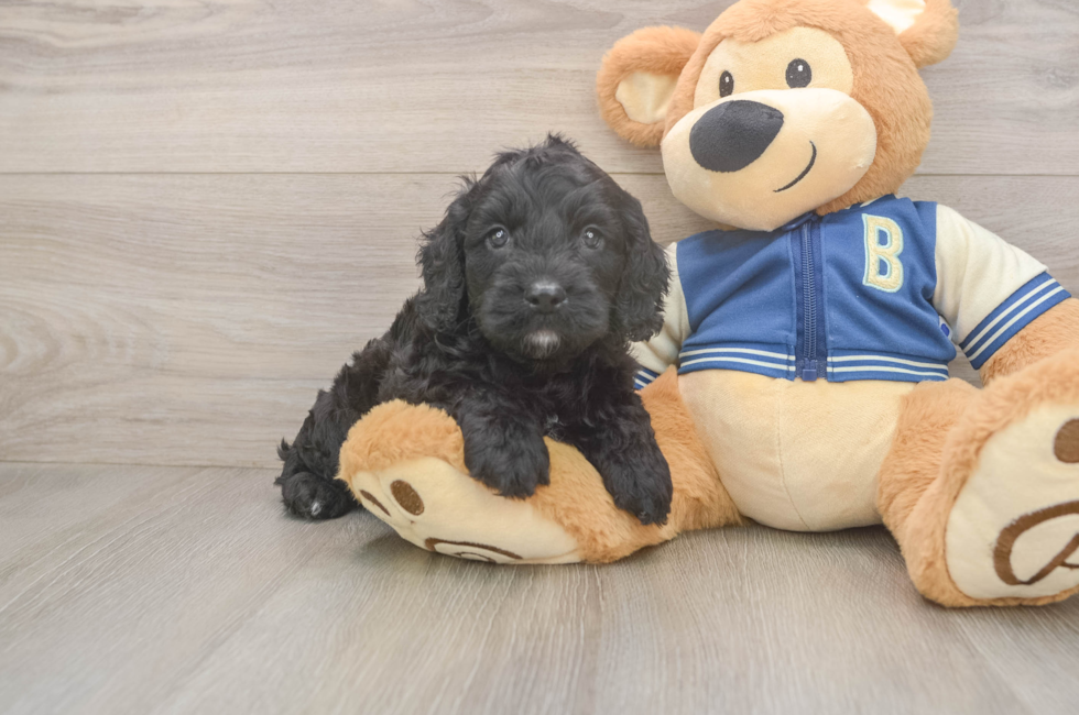 5 week old Cockapoo Puppy For Sale - Pilesgrove Pups