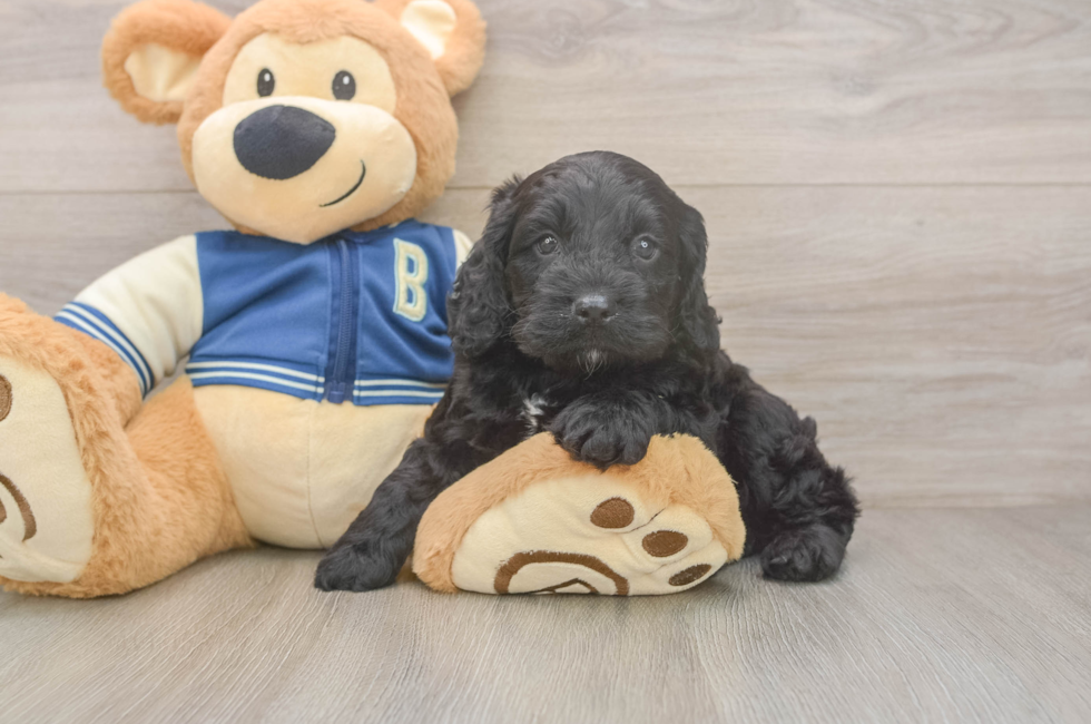 5 week old Cockapoo Puppy For Sale - Pilesgrove Pups