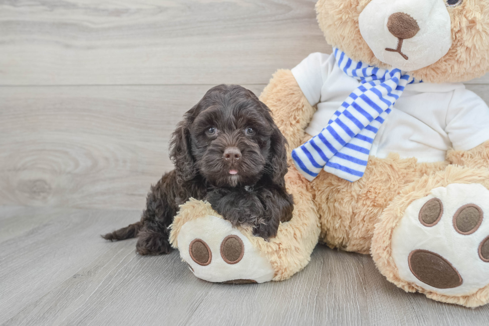 Petite Cockapoo Poodle Mix Pup