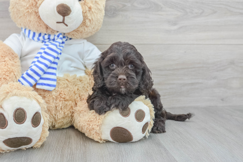 Friendly Cockapoo Baby