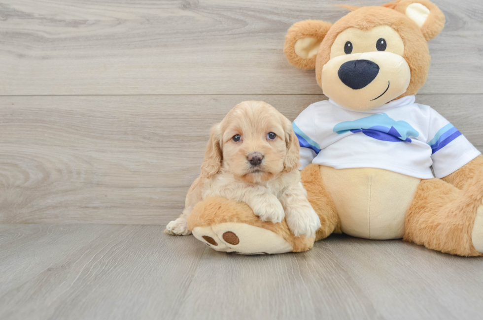 5 week old Cockapoo Puppy For Sale - Pilesgrove Pups