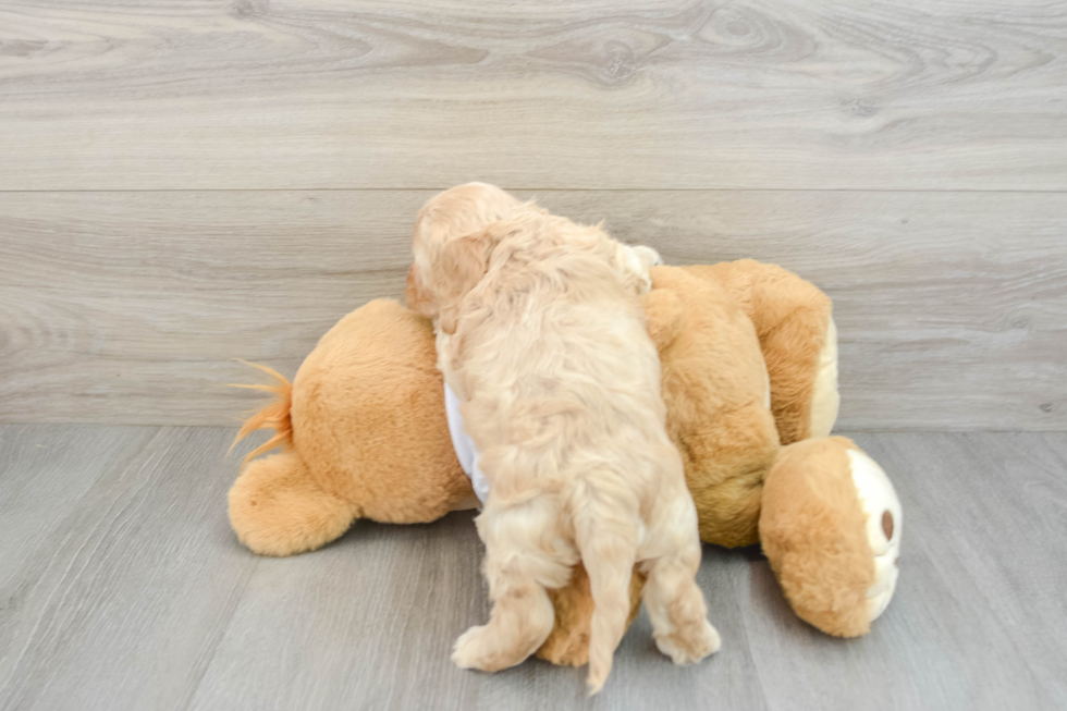 Cockapoo Pup Being Cute