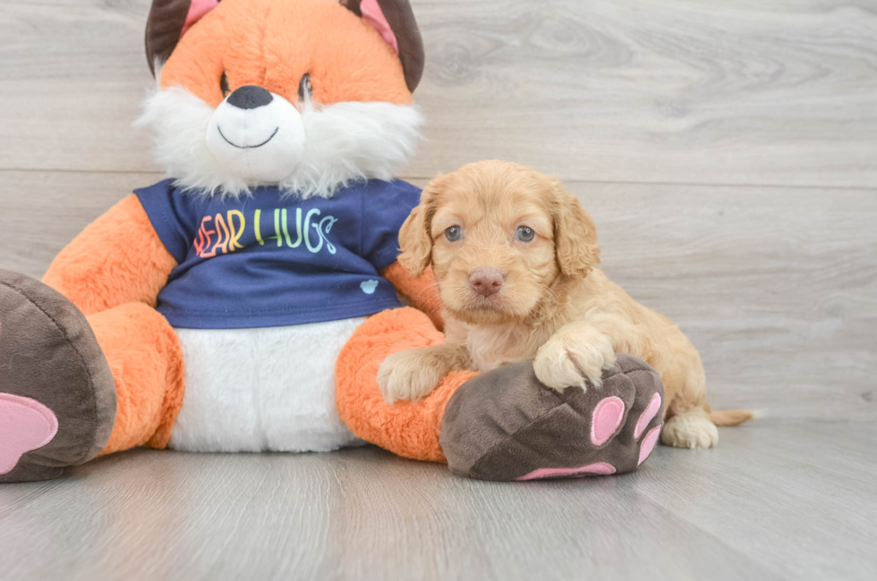 5 week old Cockapoo Puppy For Sale - Pilesgrove Pups