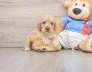 8 week old Cockapoo Puppy For Sale - Pilesgrove Pups