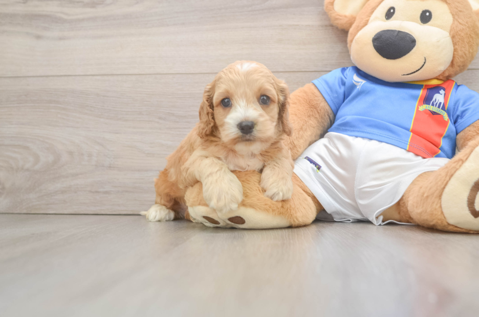 5 week old Cockapoo Puppy For Sale - Pilesgrove Pups