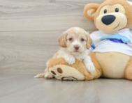 7 week old Cockapoo Puppy For Sale - Pilesgrove Pups