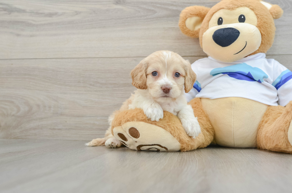 5 week old Cockapoo Puppy For Sale - Pilesgrove Pups