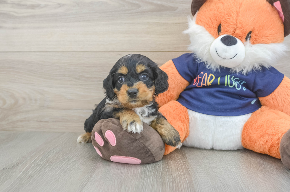 5 week old Cockapoo Puppy For Sale - Pilesgrove Pups