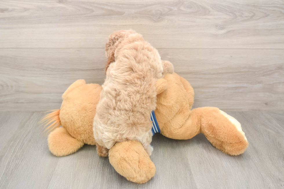 Cockapoo Puppy for Adoption