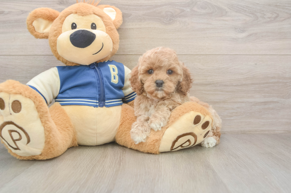 5 week old Cockapoo Puppy For Sale - Pilesgrove Pups