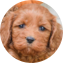 Cockapoo Puppy For Sale - Pilesgrove Pups Cockapoo Puppy For Sale - Pilesgrove Pups