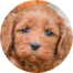 Cockapoo Puppies For Sale - Pilesgrove Pups Cockapoo Puppies For Sale - Pilesgrove Pups