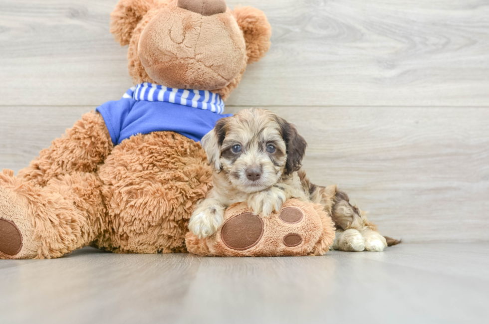 6 week old Cockapoo Puppy For Sale - Pilesgrove Pups