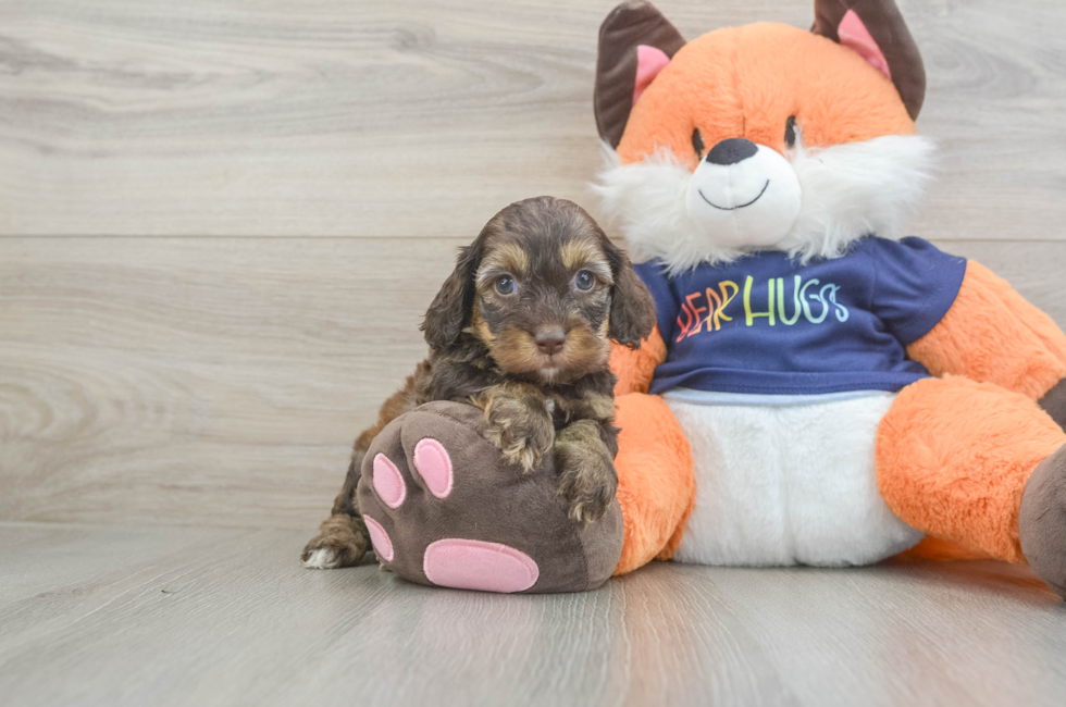 5 week old Cockapoo Puppy For Sale - Pilesgrove Pups