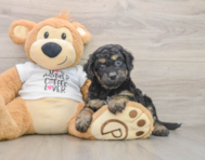 7 week old Cockapoo Puppy For Sale - Pilesgrove Pups