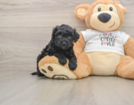 5 week old Cockapoo Puppy For Sale - Pilesgrove Pups