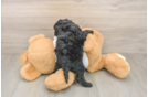 Cockapoo Puppy for Adoption