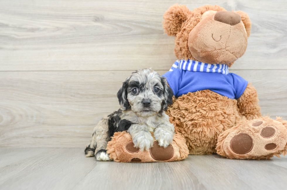 6 week old Cockapoo Puppy For Sale - Pilesgrove Pups