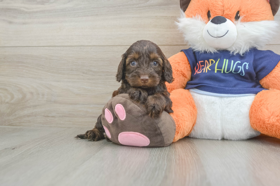 5 week old Cockapoo Puppy For Sale - Pilesgrove Pups