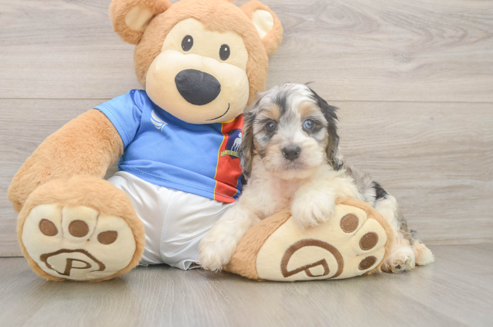 5 week old Cockapoo Puppy For Sale - Pilesgrove Pups