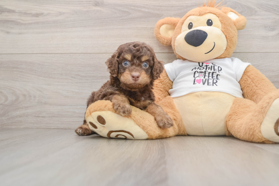 Best Cockapoo Baby