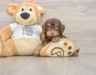 7 week old Cockapoo Puppy For Sale - Pilesgrove Pups