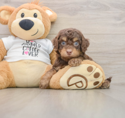8 week old Cockapoo Puppy For Sale - Pilesgrove Pups