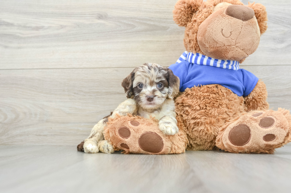 6 week old Cockapoo Puppy For Sale - Pilesgrove Pups