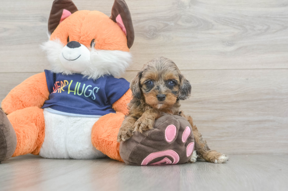 5 week old Cockapoo Puppy For Sale - Pilesgrove Pups