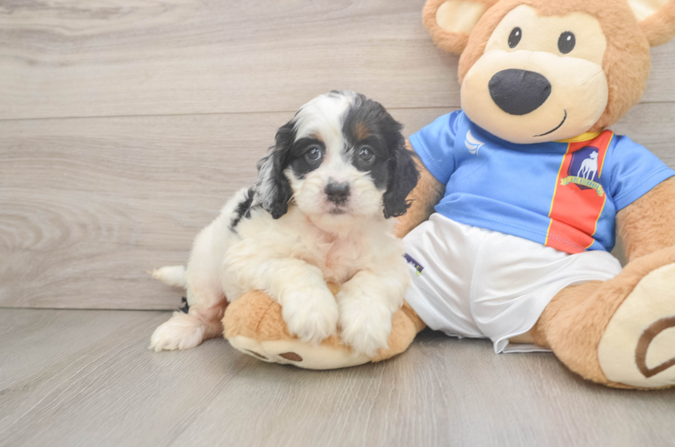 5 week old Cockapoo Puppy For Sale - Pilesgrove Pups