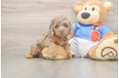 Little Cocker Doodle Poodle Mix Puppy