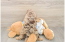 Best Cockapoo Baby